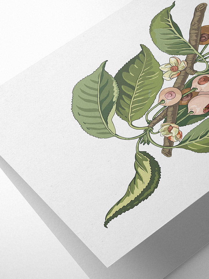 A6 greeting card with an Illustration of a tree branch with leaves that the fruits that are hanging from it look like boobs, on top of white background  - Art by useless treasures  