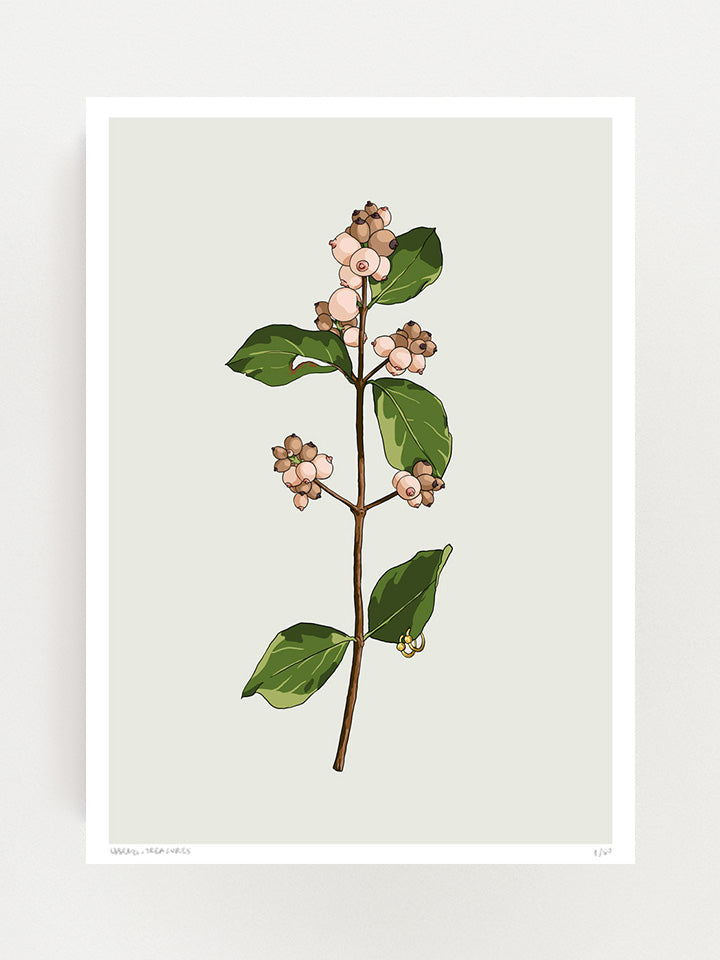 Pick me - Print wall art painting by Berlin-based artist Useless Treasures. Vintage-inspired botanical illustration of a  flower shaped like boobs or a woman's breasts with leaves and piercings. 